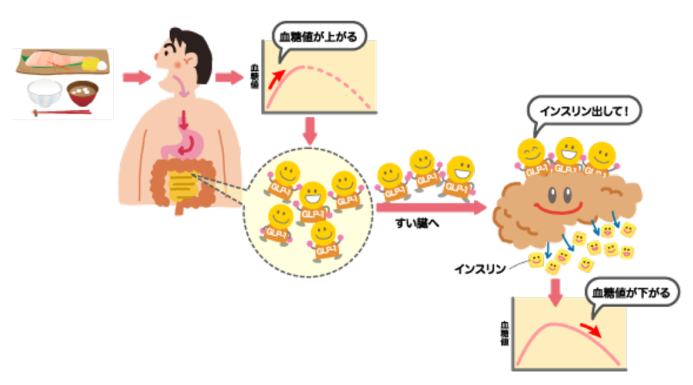 血糖値があがる すい臓へ インスリン出して 血糖値下がる