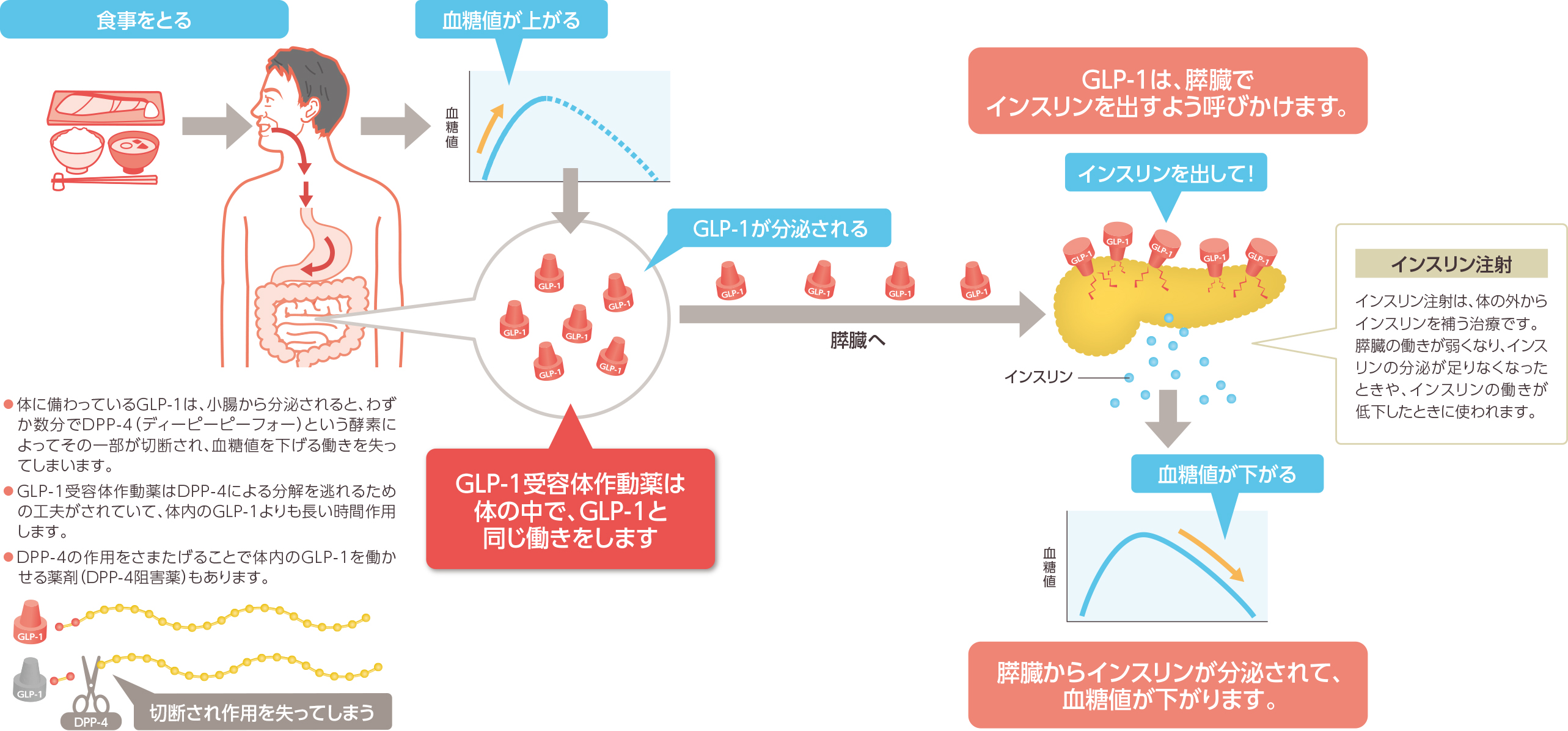 血糖を下げる仕組み