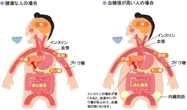 健康な人の場合 血糖値が高い人の場合